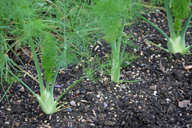 флоренция луковицы фенхеля растет - fennel plant herb cultivated стоковые фото и изображения