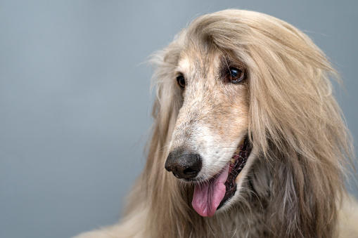 Afghan hound in front of gray,background.Copy space for your text\