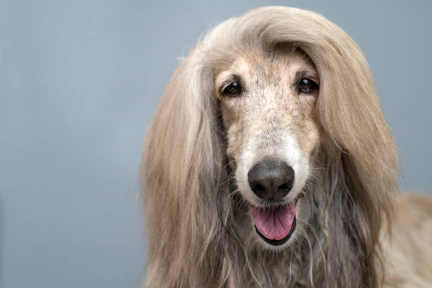 Afghan hound Afghan hound in front of gray,background.Copy space for your text"n afghan hound stock pictures, royalty-free photos & images