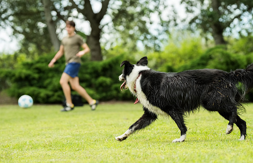 Shot of a dog running in the park with young people playing soccer