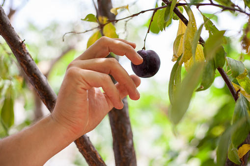 Man picking plum