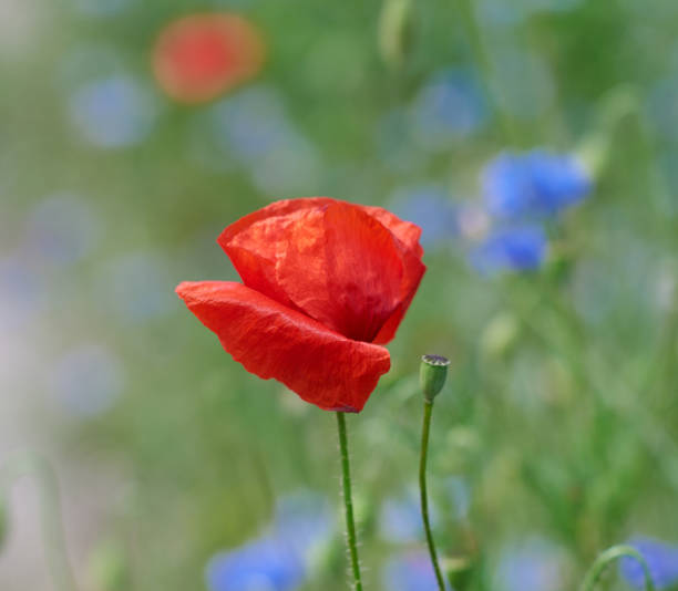 istock field with red blooming poppies and green leaves on a spring day 1249176580