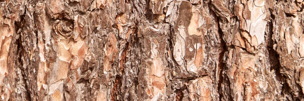 texture d’arbre d’écorce. fond en bois brun. motif de forêt rugueuse - bark elm tree oak tree wood photos et images de collection