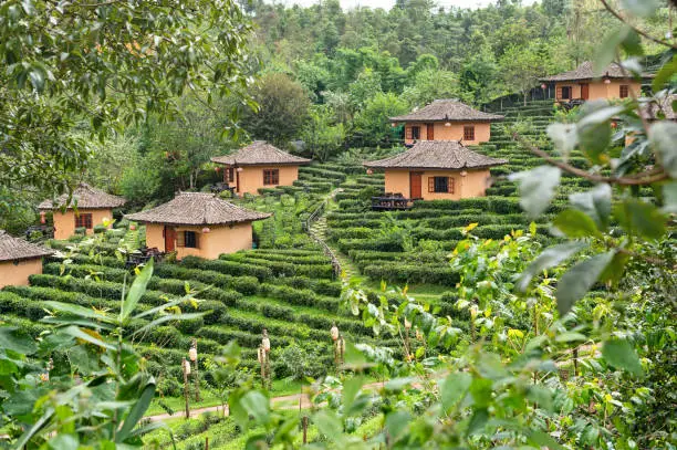 Ban Ruk Thai  Mae Hong Son tea farm