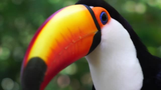 Toucan bird on the nature