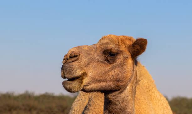 istock African Camel in the Namib desert.  Funny close up. Namibia 1249178461