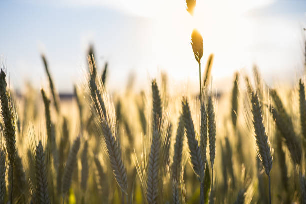 istock Closeup of a field of rye with backlight. Selective focus 1249179578