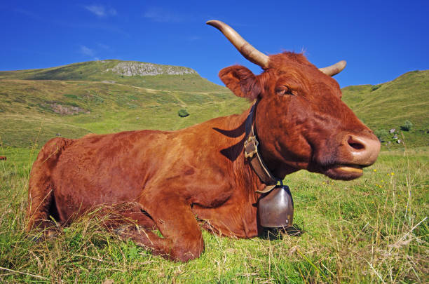istock french salers cow 1249179895