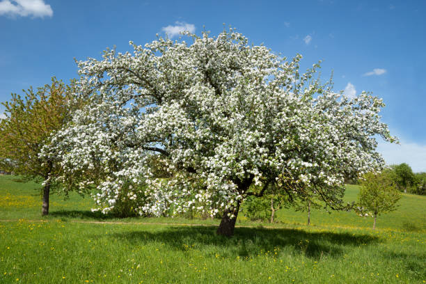 Large, broad, lush flowering apple tree in a rural meadow against a blue sky