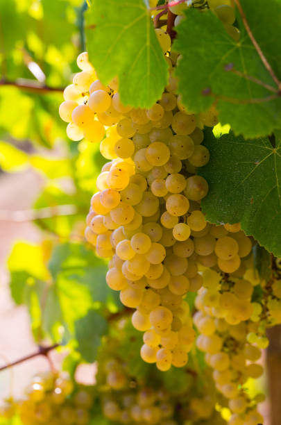 istock Ripe white grapes on branch 1249182068