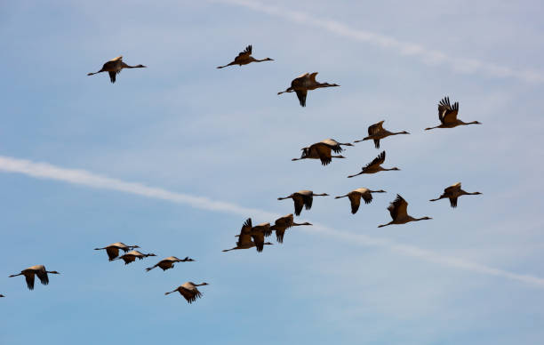 istock Large flock of cranes flying in sky 1249182083