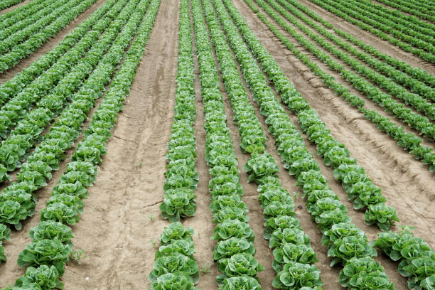 istock Lettuce plants on a field 1249182752