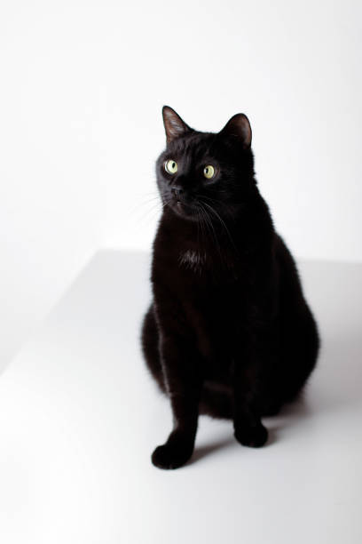 istock Cute black cat sitting on a white background and looking with interest 1249183384