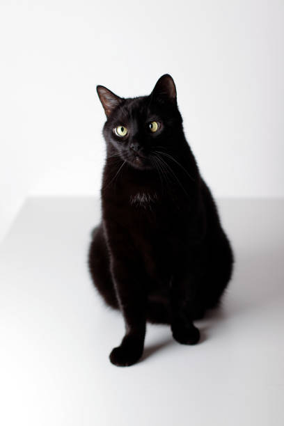 istock Cute black cat sitting on a white background and looking with interest 1249183402