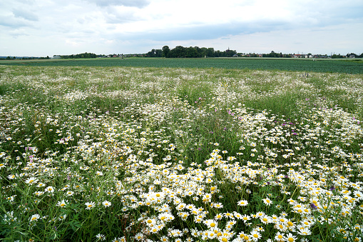 White and yellow blossoms of flowering chamomile, a widely known medicinal herb, shine on a green background