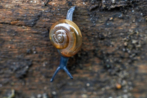 Small snail on a wooden wall