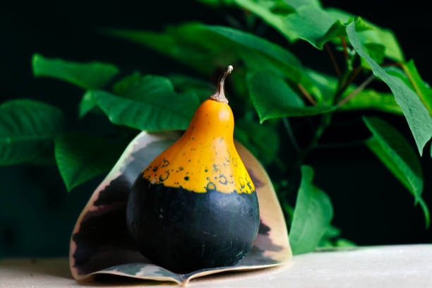 istock Pumpkins on the table, agricultural vegetable. 1249187913