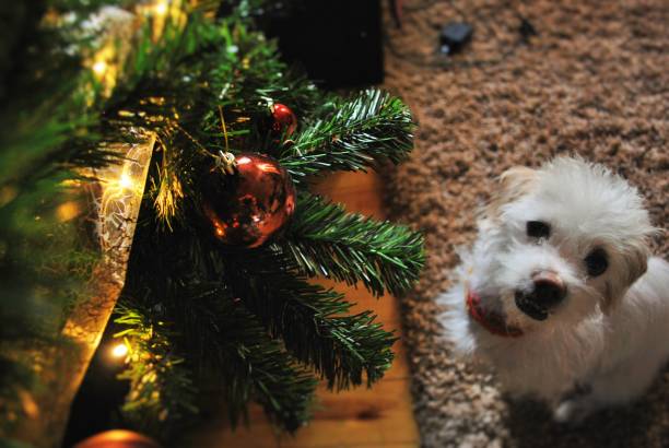 istock Christmas season 1249188140