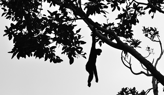 Ape hanging from a tree.