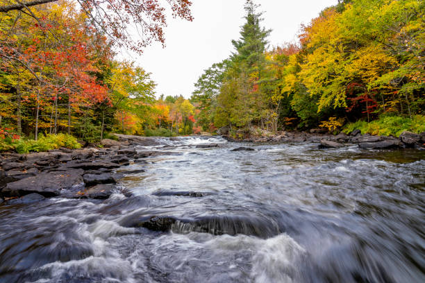 istock Fall colours at Oxtongue river in Algonquin Provincial Park. 1249189602