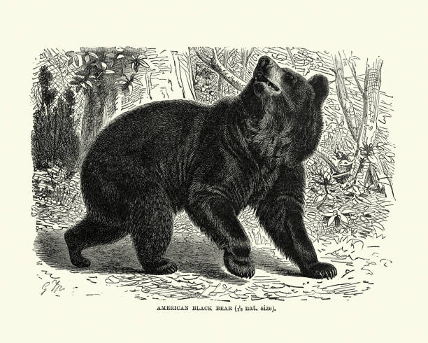 Vintage illustration of American black bear (Ursus americanus), a medium-sized bear native to North America. American black bears are omnivores, with their diets varying greatly depending on season and location.