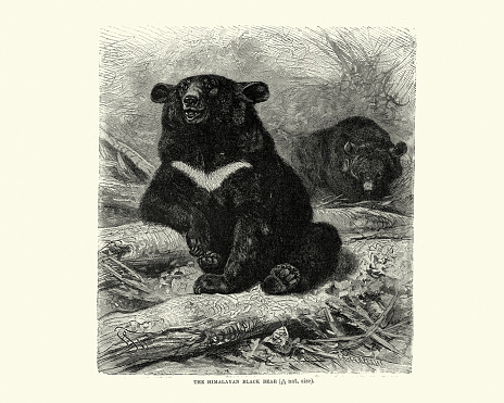 Vintage illustration of Himalayan black bear a subspecies of the Asian black bear found in the Himalayas of India, Bhutan, Nepal, China and Pakistan.