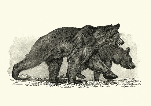 Vintage illustration of Pair of Brown bears on the march