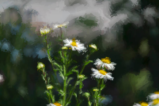 A large group of marguerite flowers. Post processed to give a painterly image.