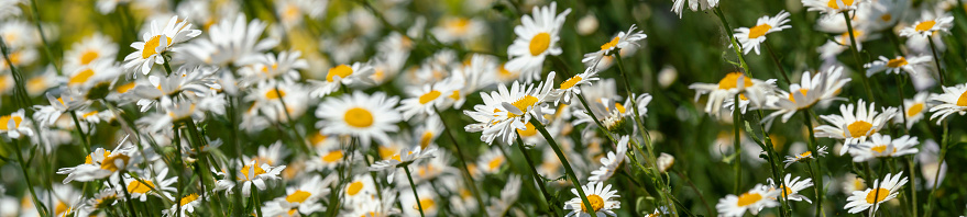 Marguerite flower with defocused background.