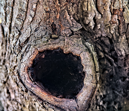 A dark hole in a tree trunk covered in rugged bark.
