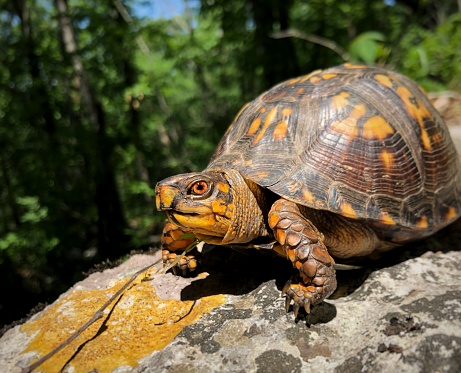 Adult Male Eastern box turtle showing his color on a lichen covered rock