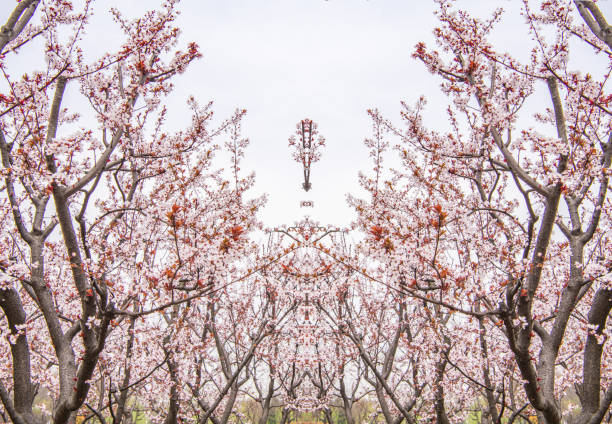 Purple Leaf Plum Blossoms in Spring
