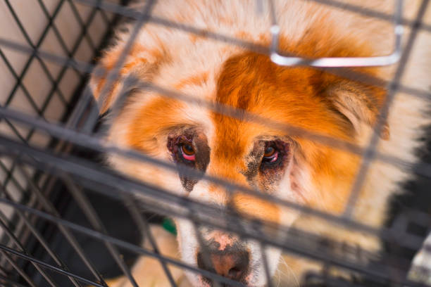 istock Chow-chow mixed breed dog after entropion surgery 1249193612