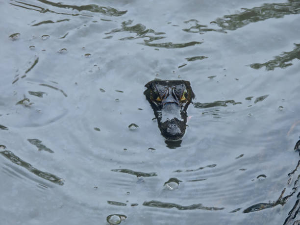 istock The head of a Caiman at the waters surface 1249195003