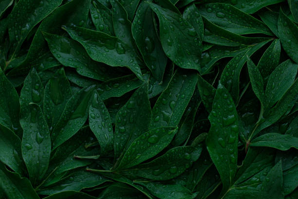 istock The leaves dark green color with dew drops, full frame, used as background 1249195043