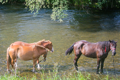 horse close-up in summer  season at the river