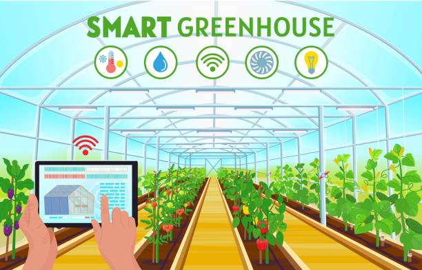 ilustrações de stock, clip art, desenhos animados e ícones de smart farming. farmer hand using a tablet to control temperature, humidity, light. a large greenhouse with rows of bell pepper, tomatoes, cucumbers, eggplants. vector illustration. - green bell pepper illustrations