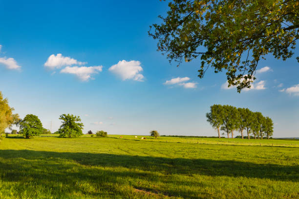 istock Meadows And Cattle In Spring Near Aachen, Germany 1249198074