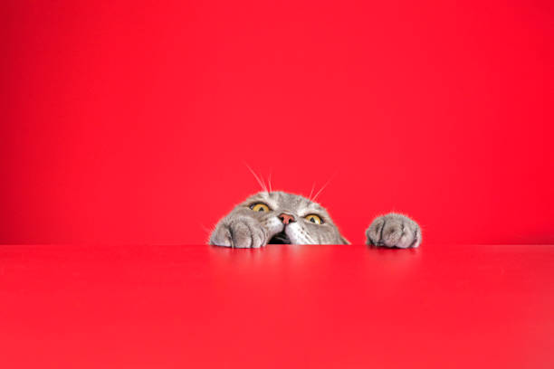 istock Anger obese cat on red. British sort hair cat. 1249198246