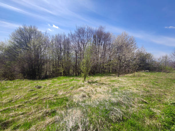 istock Spring Landscape of Vitosha Mountain, Bulgaria 1249199337