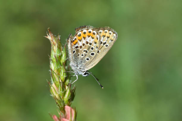 istock Plebejus argus blue butterfly, Silver-studded blue 1249199389