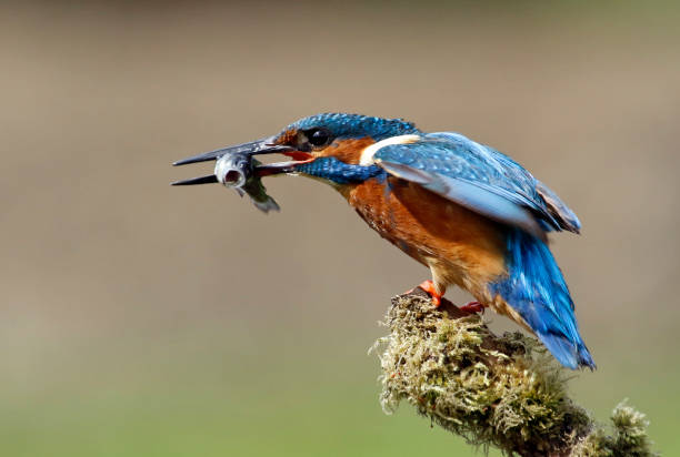 istock Male kingfisher fishing 1249199583
