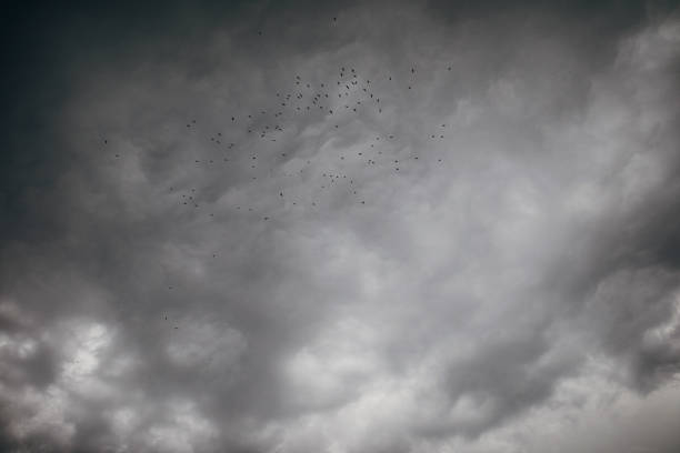 The dark cloud sky with flock of birds, ready to rain.