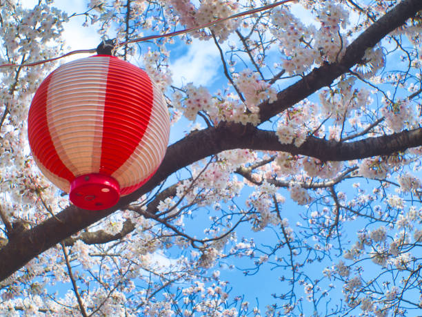 istock The sakura blossoms beautifully blooming 1249202556