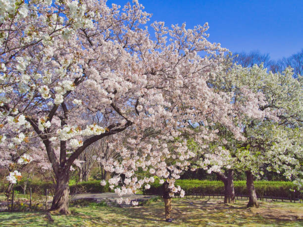 istock The sakura blossoms beautifully blooming 1249203179