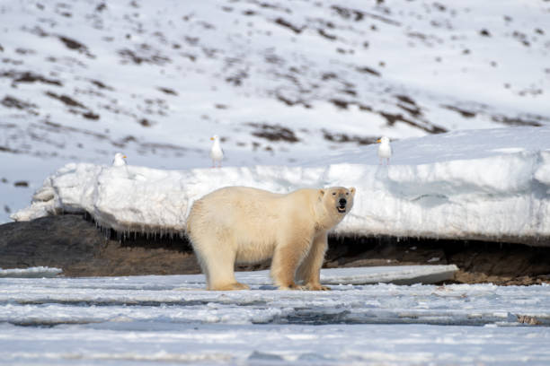 polar bear and glacous gulls in svalbard - polar bear global warming arctic wintry landscape imagens e fotografias de stock