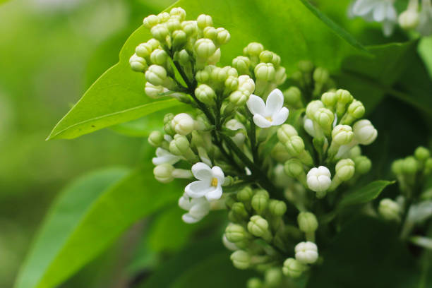 istock The white lilac in the park at spring 1249203304