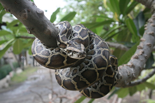 A close-up view of a Burmese python on a tree branch.