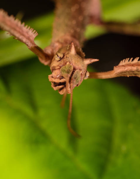 Stick insect (Phasmatodea) on a green leaf. Extreme close-up.\n\nThe Phasmatodea (also known as Phasmida or Phasmatoptera) are an order of insects whose members are variously known as stick insects, stick-bugs, walking sticks, or bug sticks. They are generally referred to as phasmatodeans, phasmids, or ghost insects. Phasmids in the family Phylliidae are called leaf insects, leaf-bugs, walking leaves, or bug leaves. Their natural camouflage makes them difficult for predators to detect; still, many species have one of several secondary lines of defence in the form of startle displays, spines or toxic secretions. The genus Phobaeticus includes the world's longest insects.