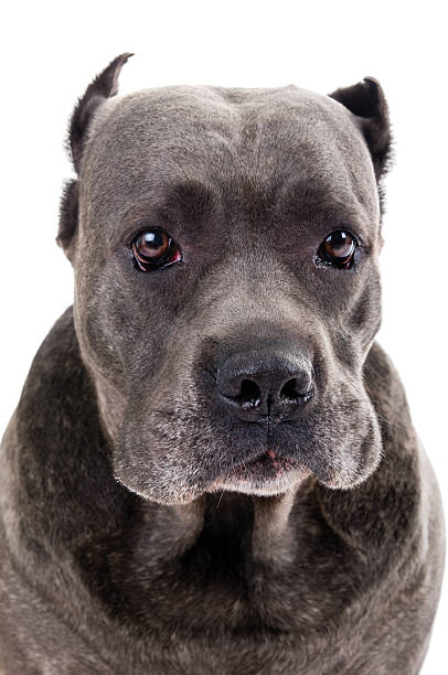 istock dog breed "Cane Corso" 124920447